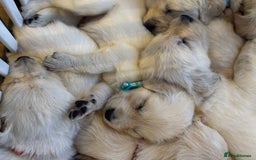 Golden Retriever dogs for sale: KC Registered Golden Retriever Puppies 🐾 - Image 9