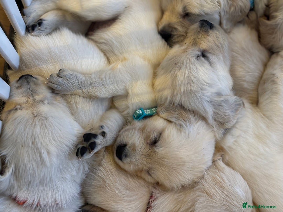 Golden Retriever dogs for sale: KC Registered Golden Retriever Puppies 🐾 - Image 9
