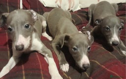 Whippet dogs for sale: KC Whippet puppies - Advert 5