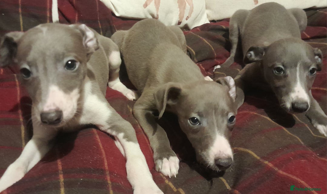 Whippet dogs for sale: KC Whippet puppies - Advert 5