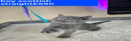 Scottish Fold cats for sale: Scottish Fold kittens for sale - Advert 10