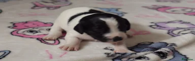 Sprocker Puppy 5