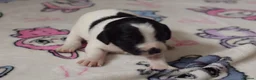 Sprocker dogs for sale: Beautiful littler of sprockers  - Advert 8