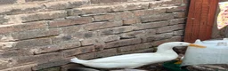 Ducks poultry for sale: 3 month old male Indian runner ducks  in Falkirk - Advert 7