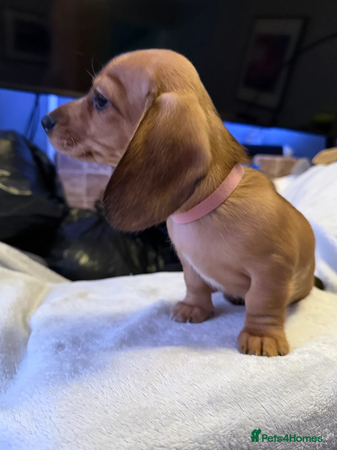 Miniature Dachshund dogs for sale: Ready now! KC miniature dachshund - Advert 6