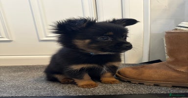 Pomeranian dogs EXCEPTIONAL LITTER of full pedigree poms  - Advert 3