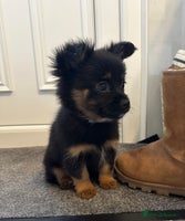 Pomeranian dogs EXCEPTIONAL LITTER of full pedigree poms - Advert 1