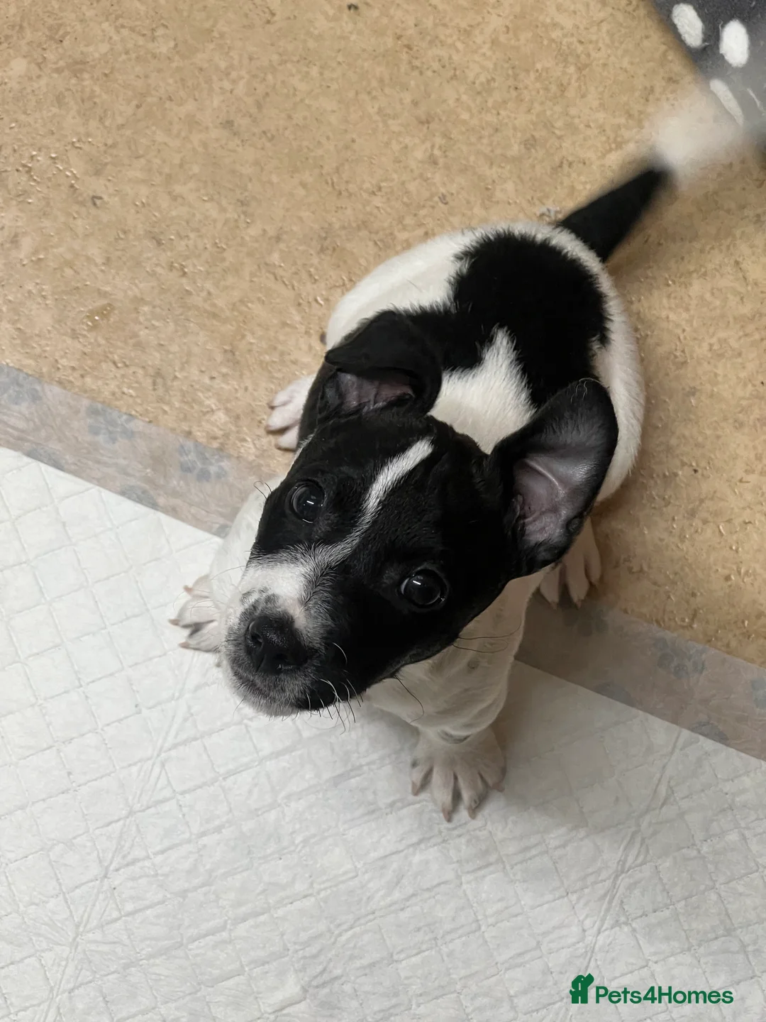 Jack Russell dogs for sale: Female Jack Russel  - Advert 7