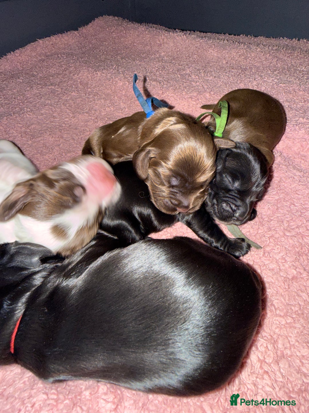 Cocker Spaniel dogs for sale: Show type cocker spaniel pups  - Advert 18