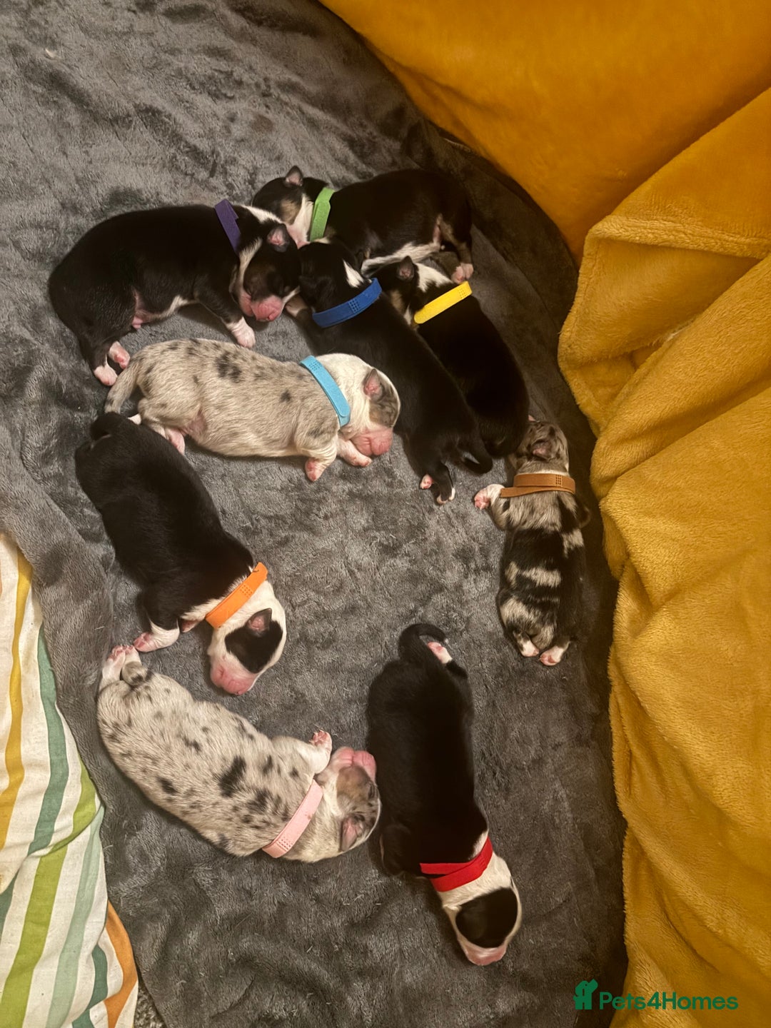Australian Shepherd dogs for sale: KC registered Australian shepherd puppies  - Image 1