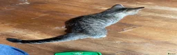 Mixed Breed cats for sale: Female Cat For Sale in New Malden - Advert 10