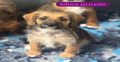 Mixed Breed dogs - Advert 2