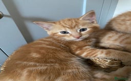 Domestic Shorthair cats for sale: Healthy full ginger female girl kittens  - Image 4