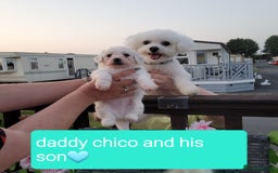Bichon Frise dogs for sale: Last boy bichon frise pup 🩵 11 weeks old  - Image 12
