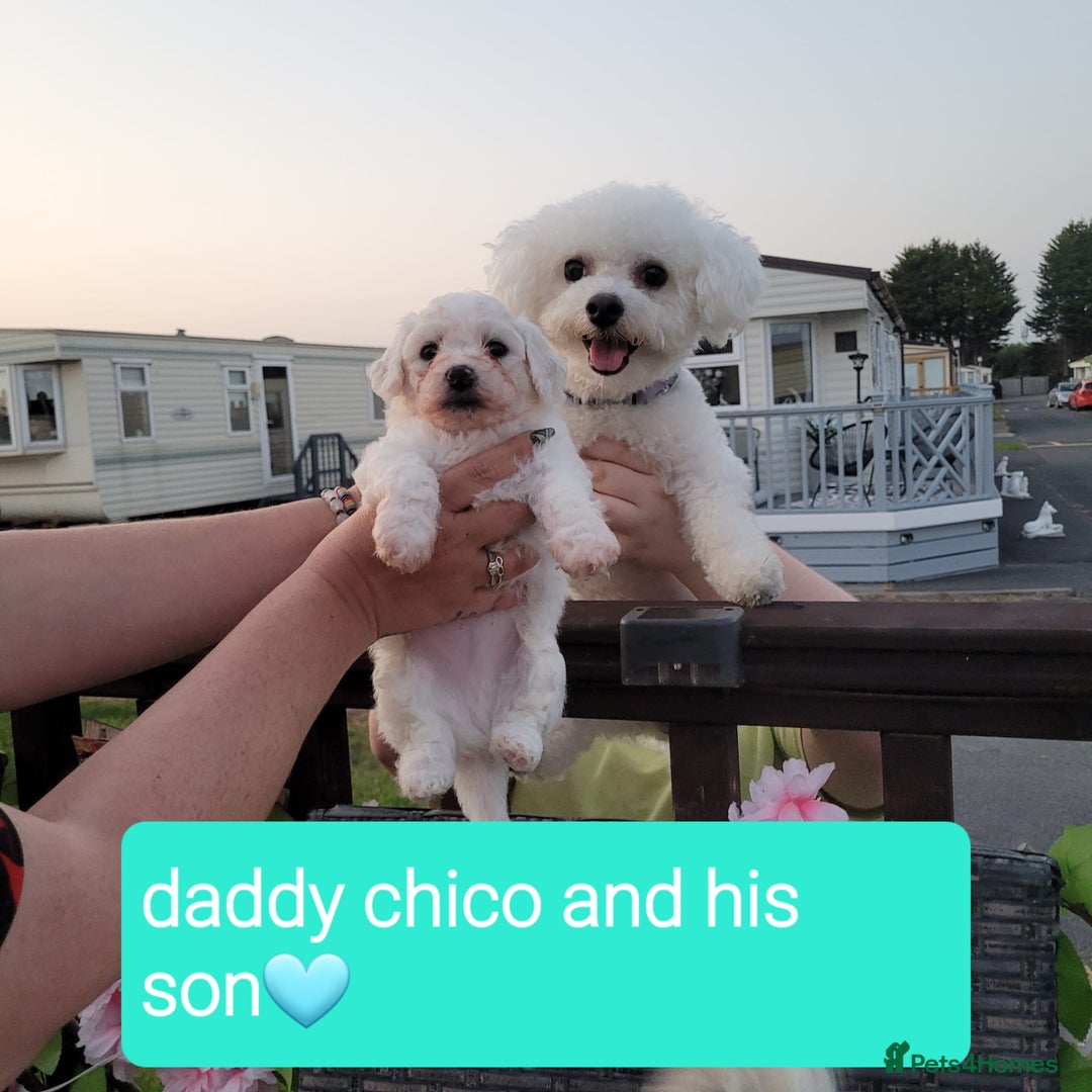 Bichon Frise dogs for sale: Last boy bichon frise pup 🩵 11 weeks old  - Image 12