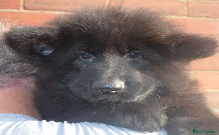 German Shepherd dogs QUALITY LARGE LONG HAIRED BLACK BOY KC REG  - Advert 11