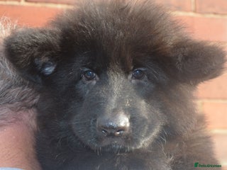 German Shepherd dogs QUALITY LARGE LONG HAIRED BLACK BOY KC REG - Advert 2