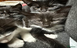 Korat cats for sale: KITTENS FOR FREE!!! NEED GONE ASAP! - Image 16