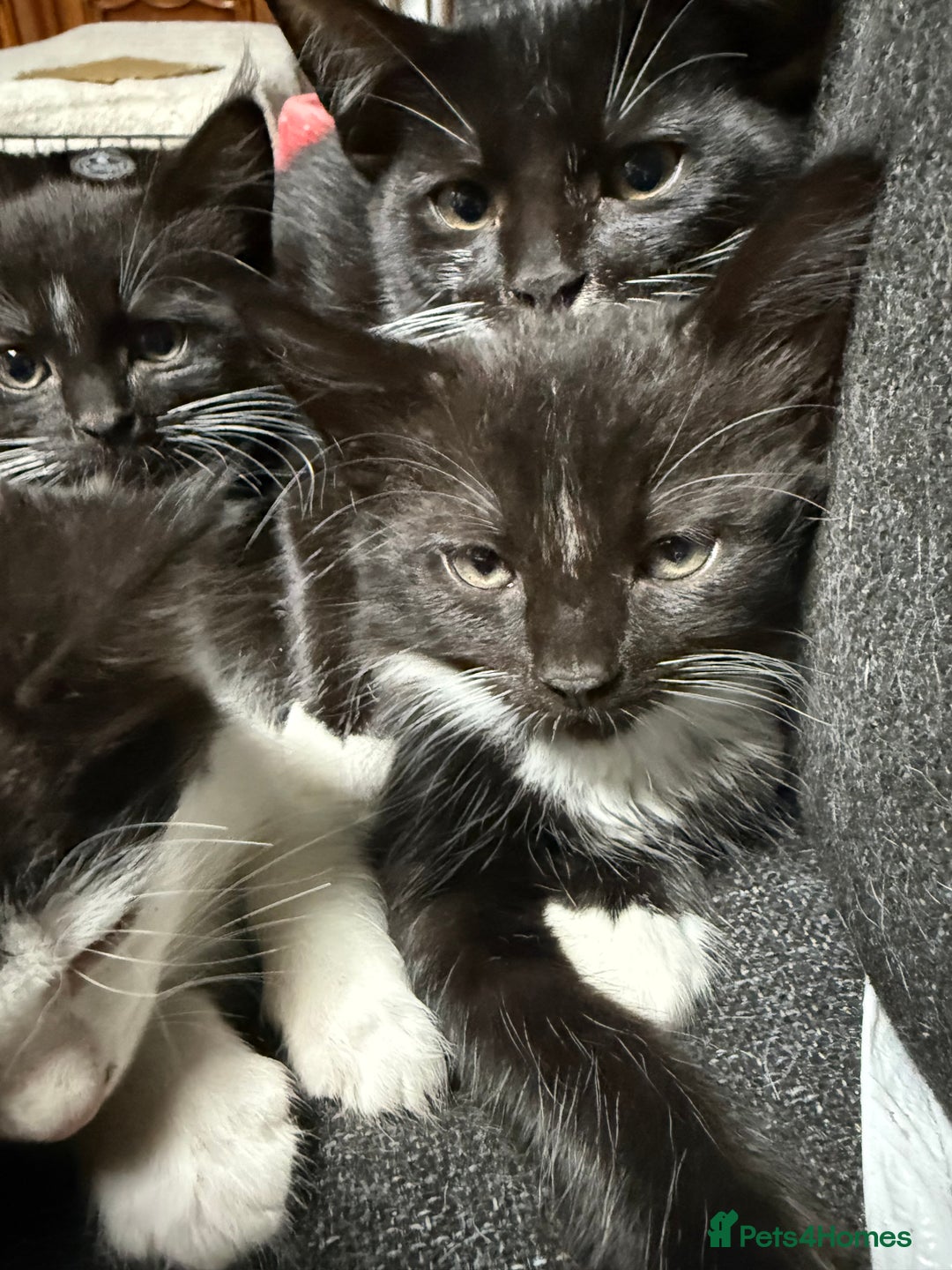 Korat cats for sale: KITTENS FOR FREE!!! NEED GONE ASAP! - Image 16