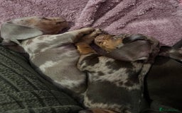 Dachshund dogs for sale: Beautiful miniature dachshunds  - Image 14