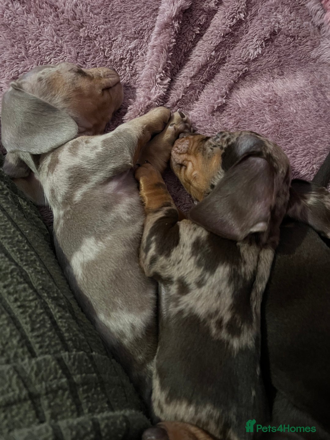 Dachshund dogs for sale: Beautiful miniature dachshunds  - Image 14