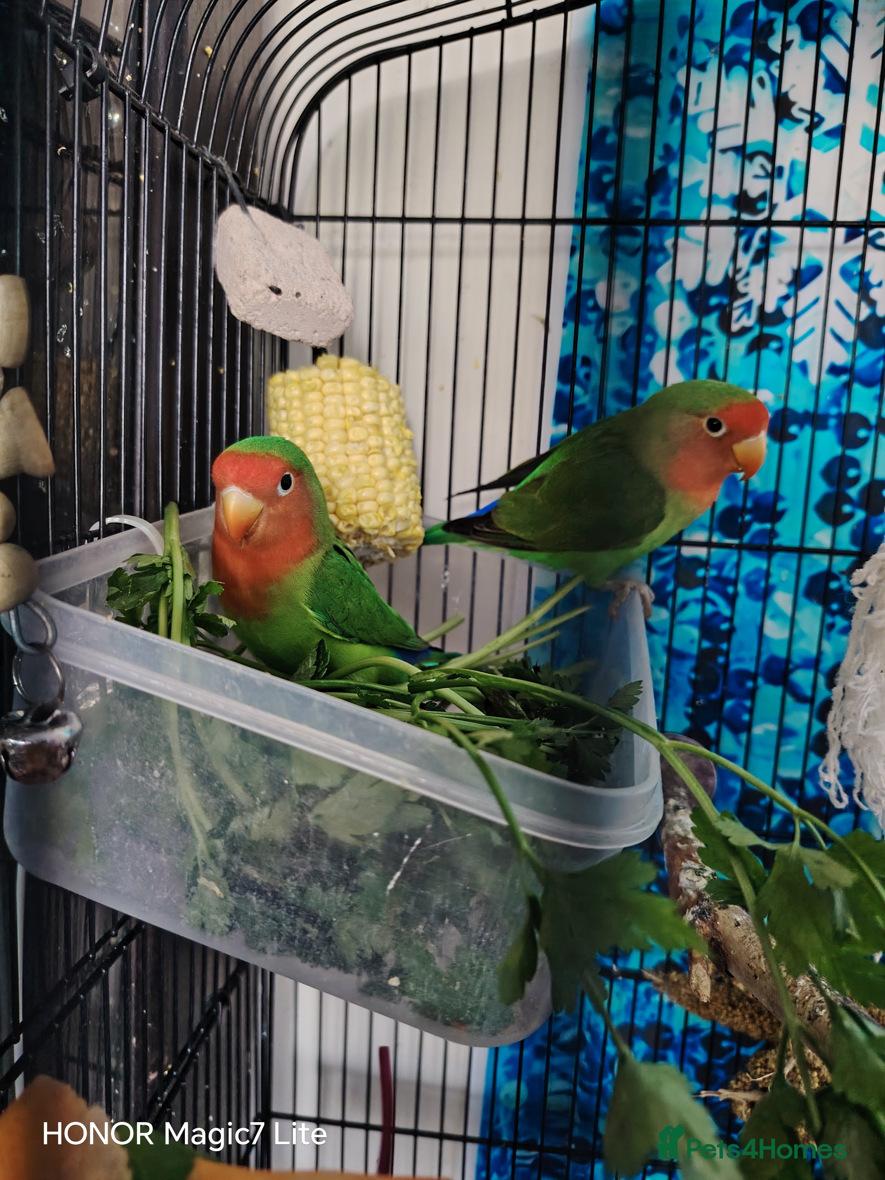 Lovebirds birds Lovebirds - peachface  - Advert 4