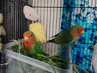 Lovebirds birds Lovebirds - peachface - Advert 4