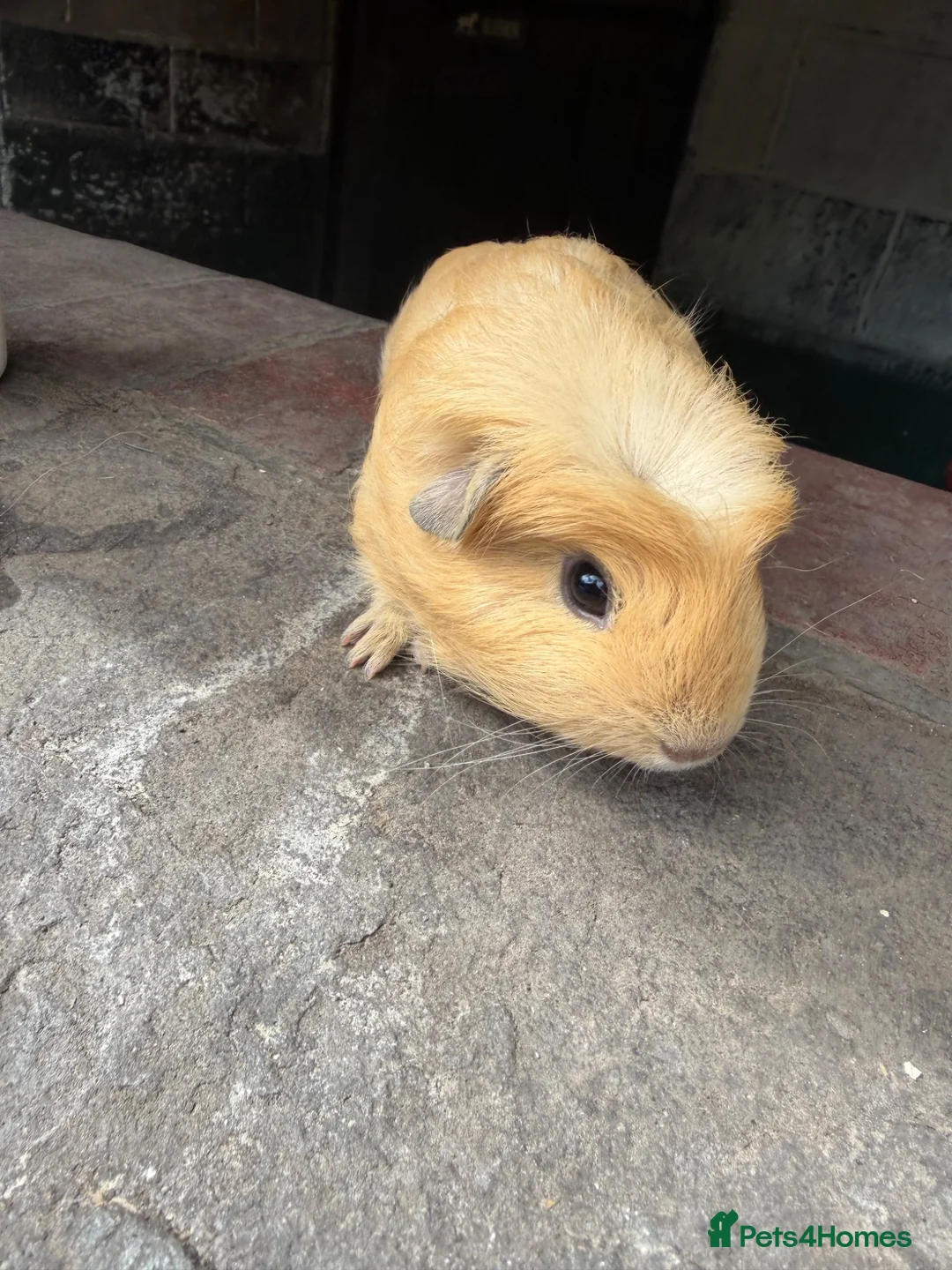Guinea Pig rodents for sale: Gorgeous baby guinea pigs - Advert 1