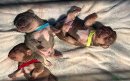 French Bulldog dogs for sale: Outstanding Frenchie’s!! Ready to go in 1 week - Image 9