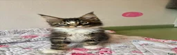 Maine Coon cats for sale: Full Maine Coon Kittens - Advert 20
