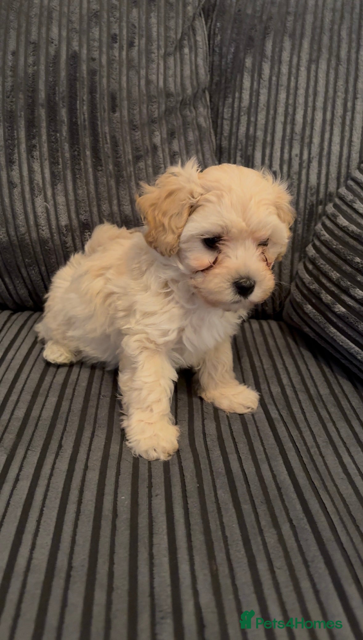 Maltipoo dogs Beautiful Parti/Cream Maltipoo puppies - Advert 2