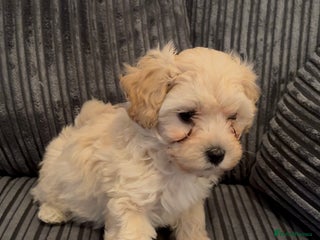Maltipoo dogs Beautiful Parti/Cream Maltipoo puppies - Advert 1