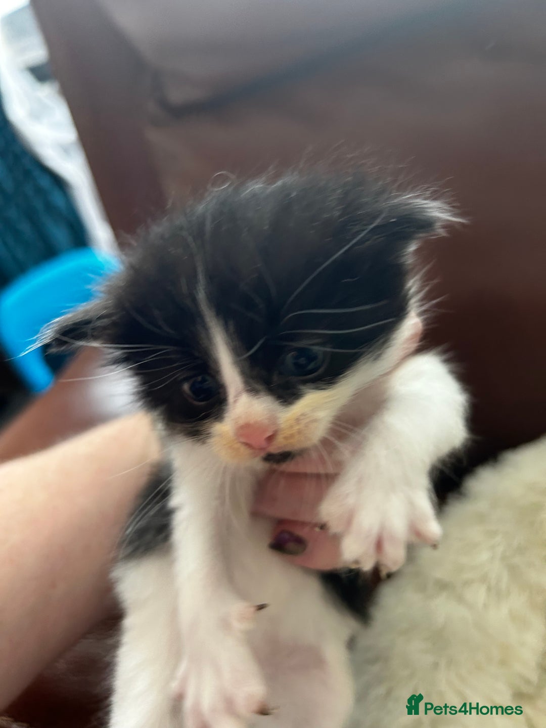 Maine Coon cats for sale: Unique Maine Coon Cross Kittens - Image 10