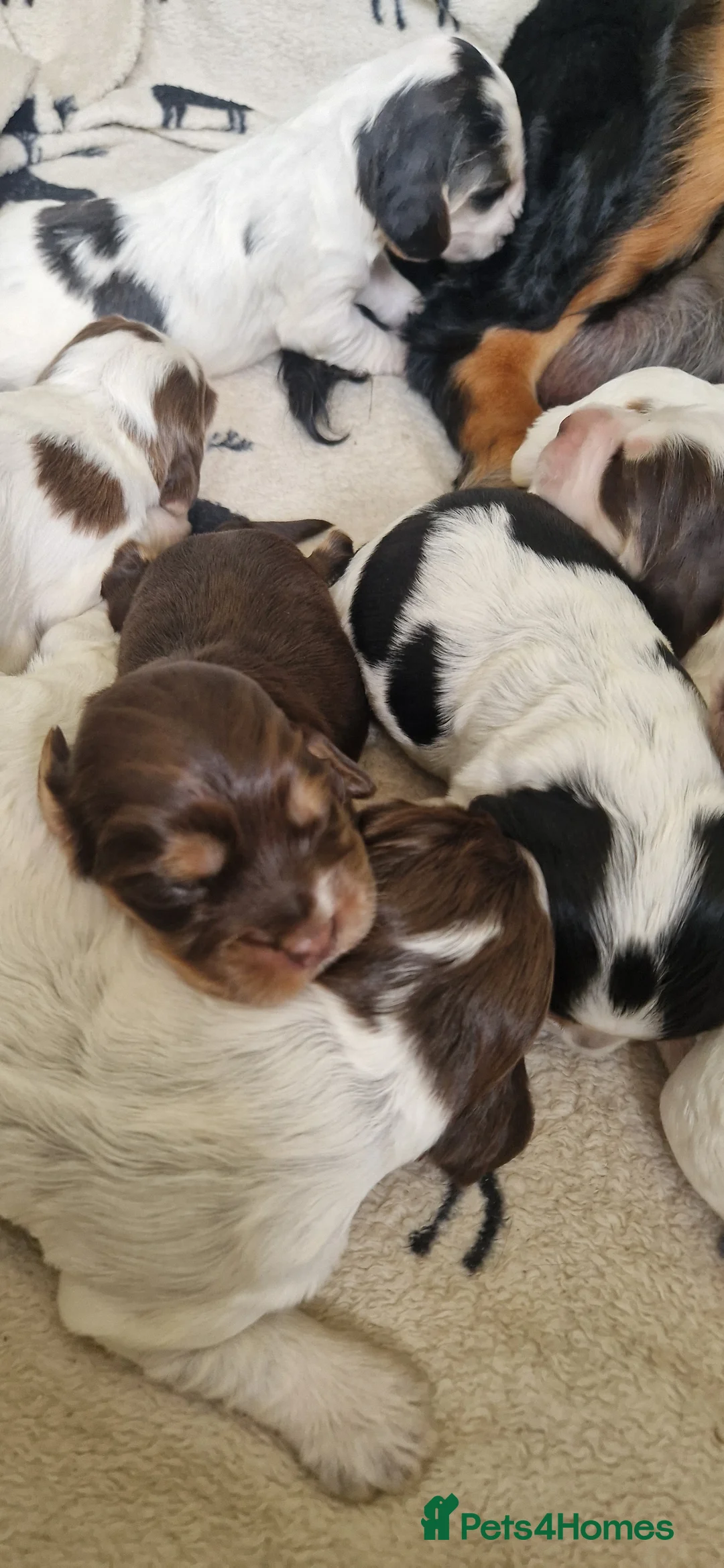 Cocker Spaniel dogs for sale: Gorgeous KC reg Show type cockers in Manchester - Advert 2
