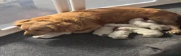 Mini Goldendoodle dogs for sale: Meet my adorable little girl! 🐾❤️ - Advert 3