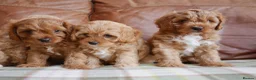 Cavapoo dogs for sale: Quality Health Tested F1 Toy Cavapoo Puppies - Advert 12