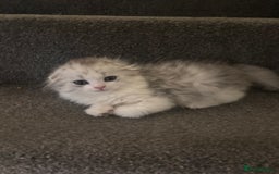 Scottish Fold cats for sale: RARE Triple folded ear Scottish fold kittens  - Image 9