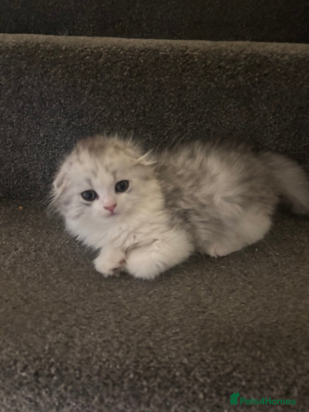 Scottish Fold cats for sale: RARE Triple folded ear Scottish fold kittens  - Image 9