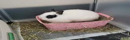 Netherland Dwarf rabbits for sale: Small Netherland Dwarf Buck - Advert 1