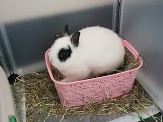 Netherland Dwarf rabbits Small Netherland Dwarf Buck - Advert 13