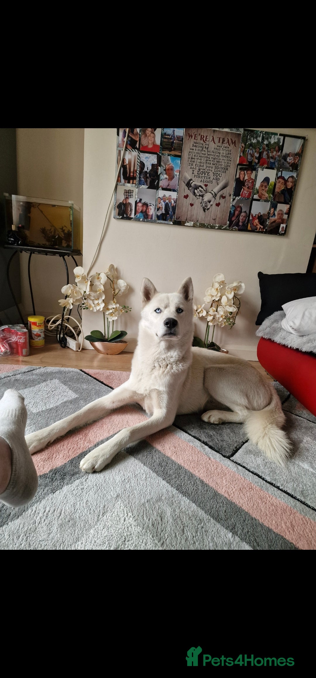 Siberian Husky dogs for sale: The last 2 from 6 siberian creamy husky  - Image 4