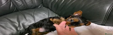 Yorkshire Terrier 4