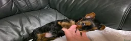 Yorkshire Terrier dogs for sale: Wavy coats yorkshire terrier - Advert 5