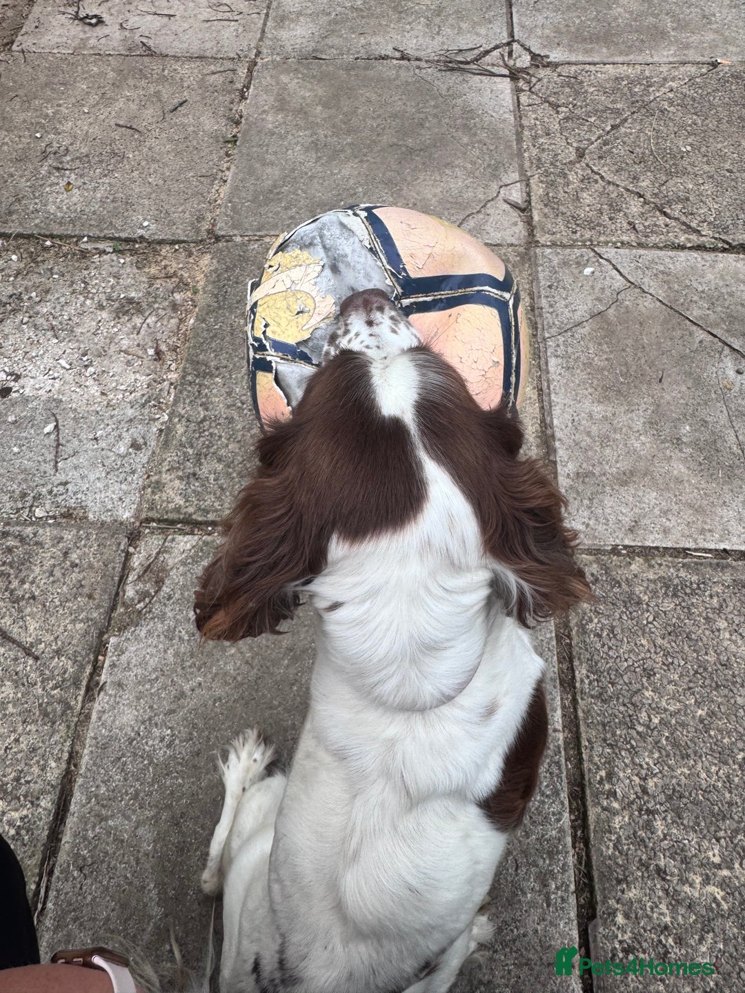 Mixed Breed dogs for sale: Spaniel x dachshund  - Image 2