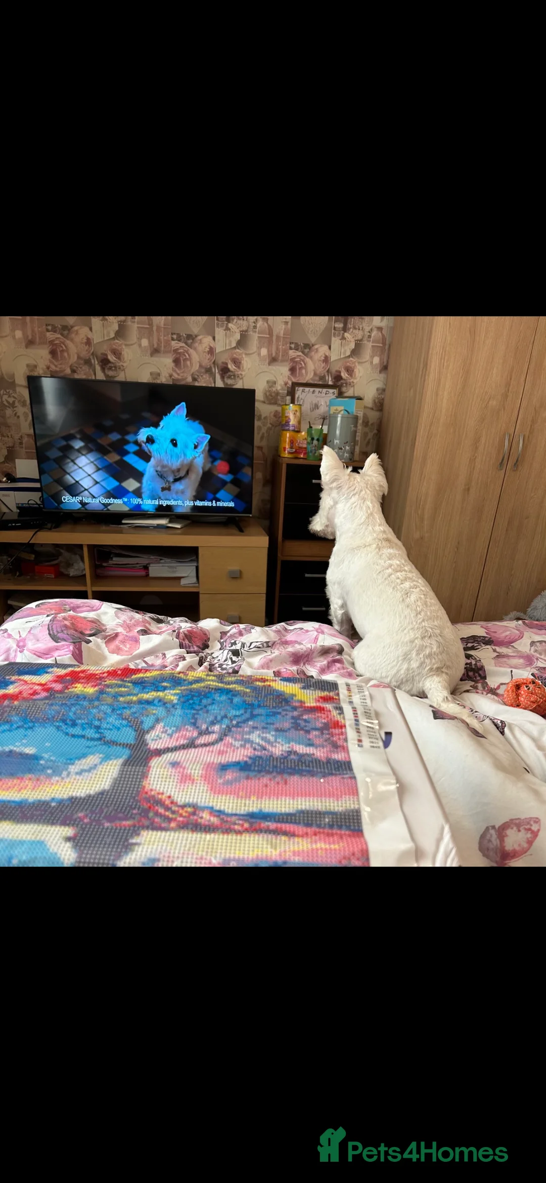 Mixed Breed dogs for stud: West highland terrier/Bichon frise stud. in Swansea - Advert 5