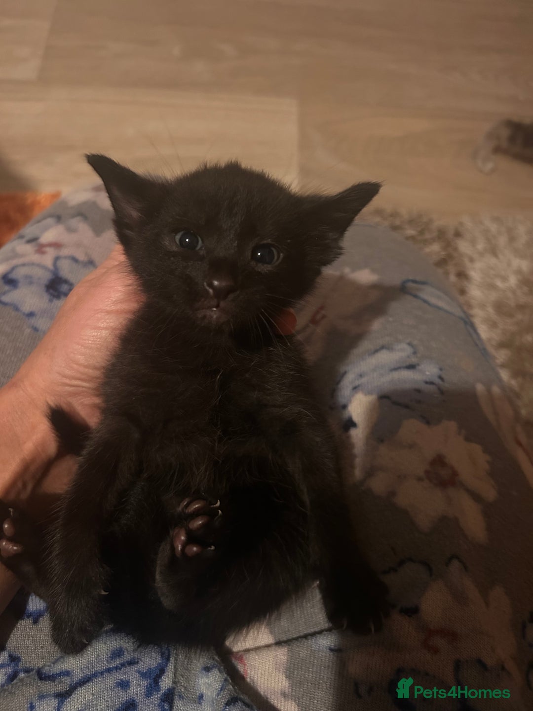 Oriental cats for sale: Oriental/ Siamese kittens  - Advert 6