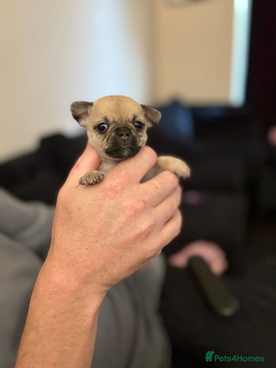 Chihuahua dogs for sale: Chihuahua and Pomchi puppies - Image 26