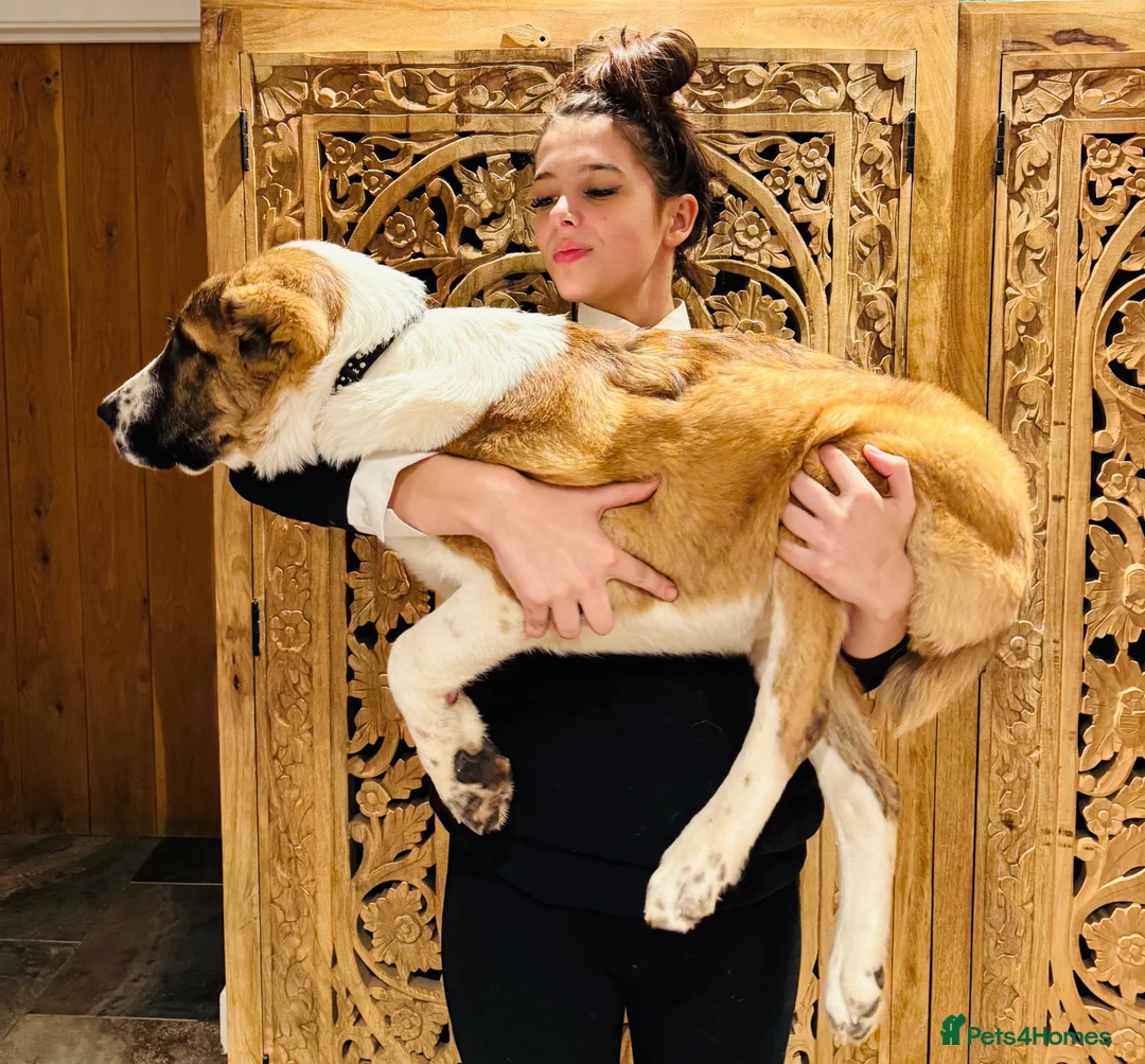 Central Asian Shepherd dogs for sale: Female central asian  - Advert 7