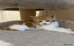 Mixed Breed cats for sale: Stunningly Gorgeous ginger kittens - Image 4