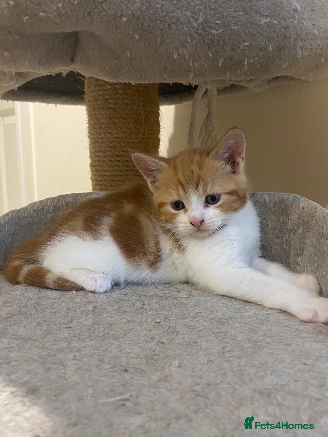 Mixed Breed cats for sale: Stunningly Gorgeous ginger kittens - Image 4